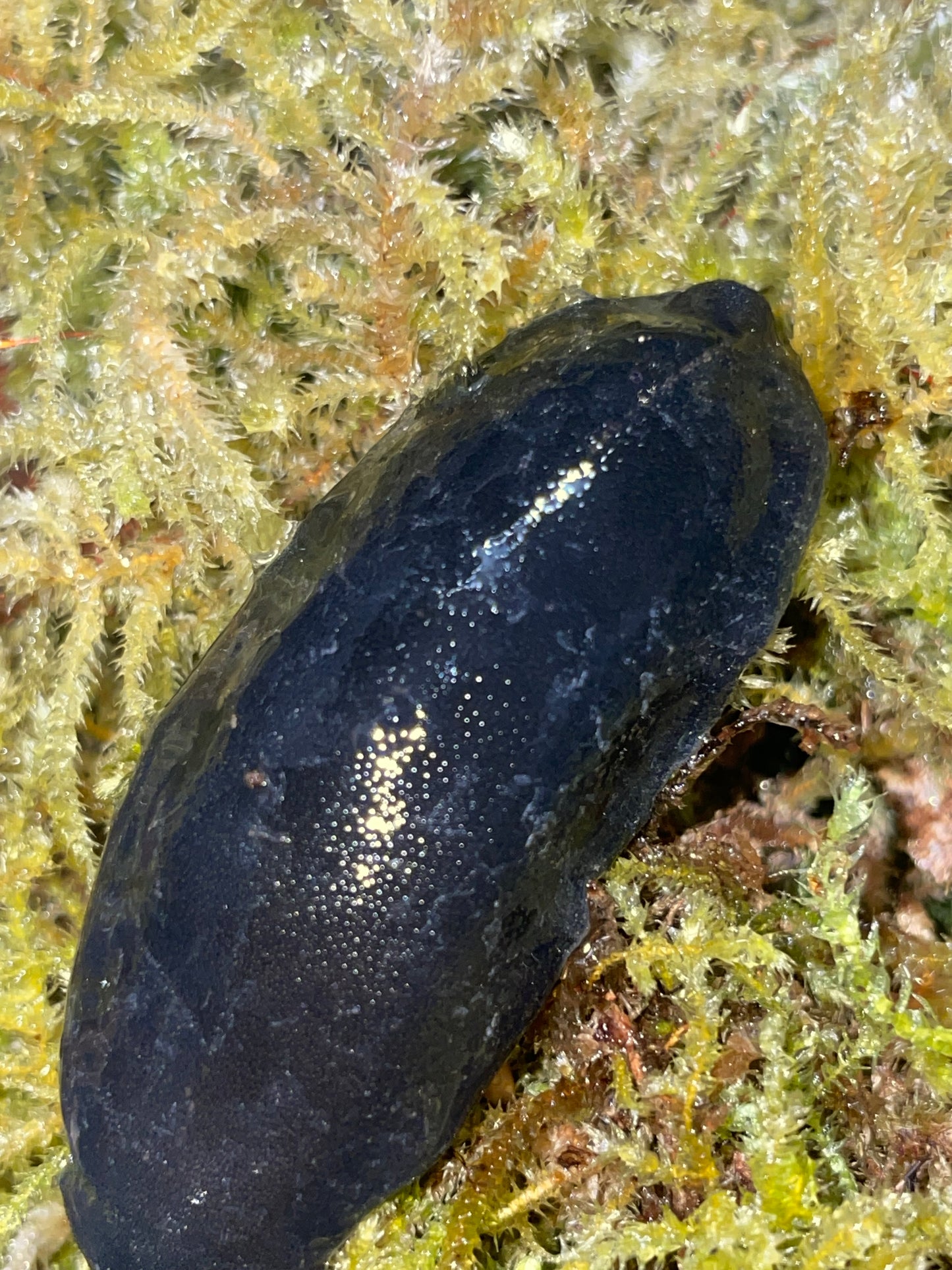 Laevicaulis sp Ghana black