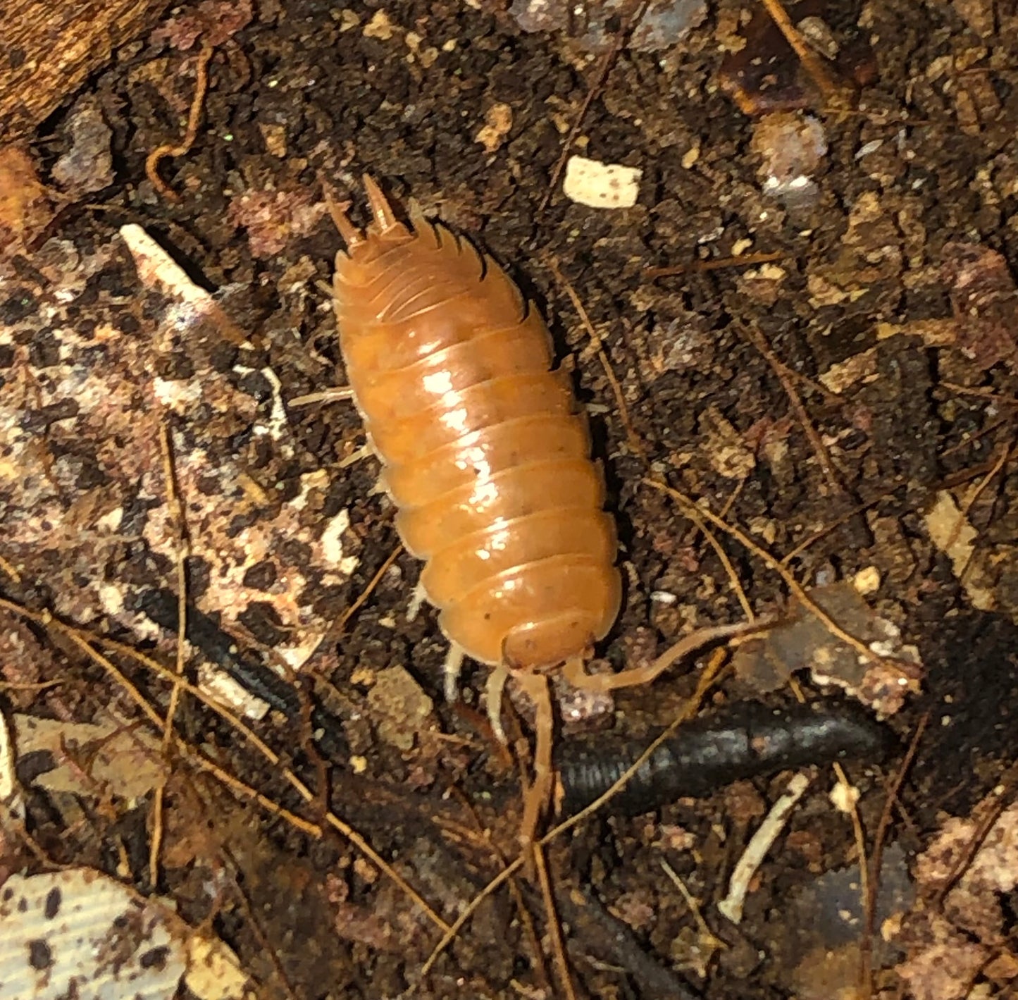 Porcellio leavis "orange"