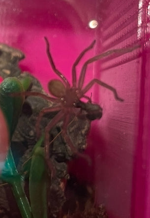 Holconia murrayensis