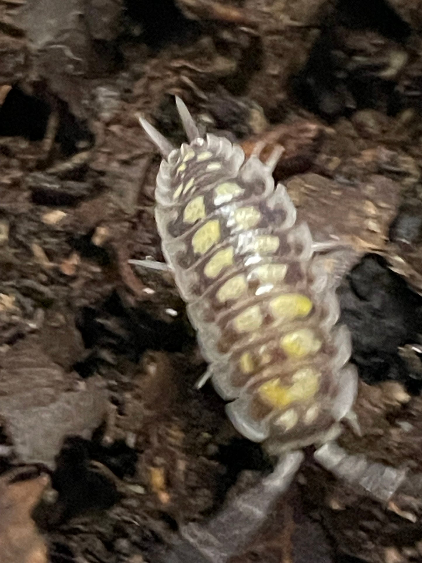 Porcellio Haasi High yellow