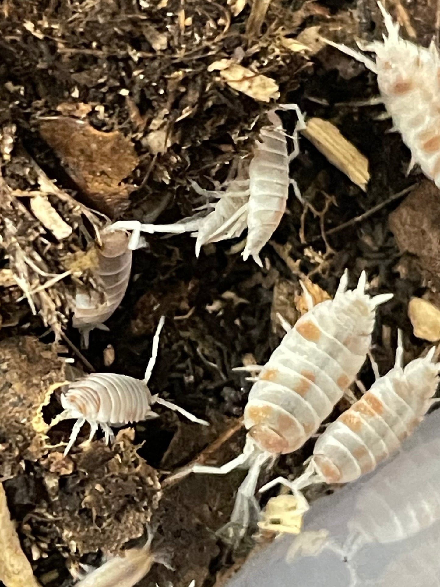 Porcillionide Pruinosus orange "koi"