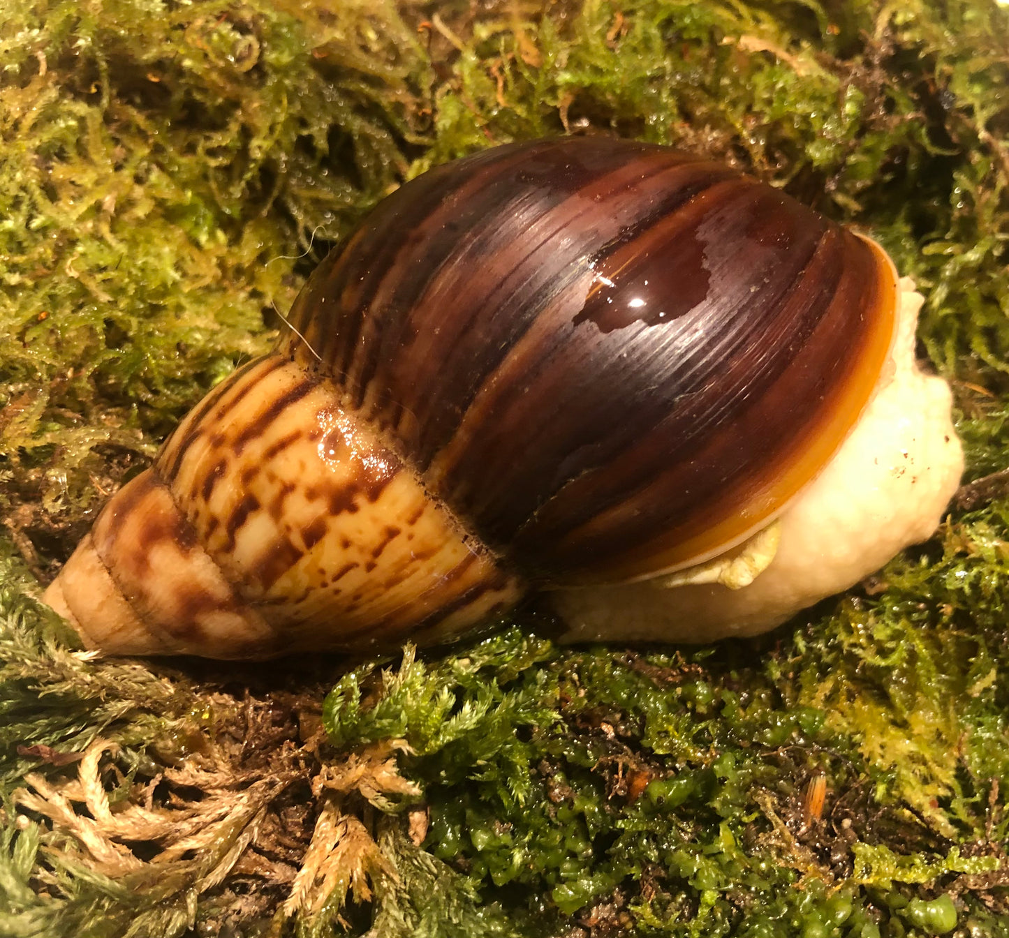 Lissachatina Fulica White Jade coquille sombre