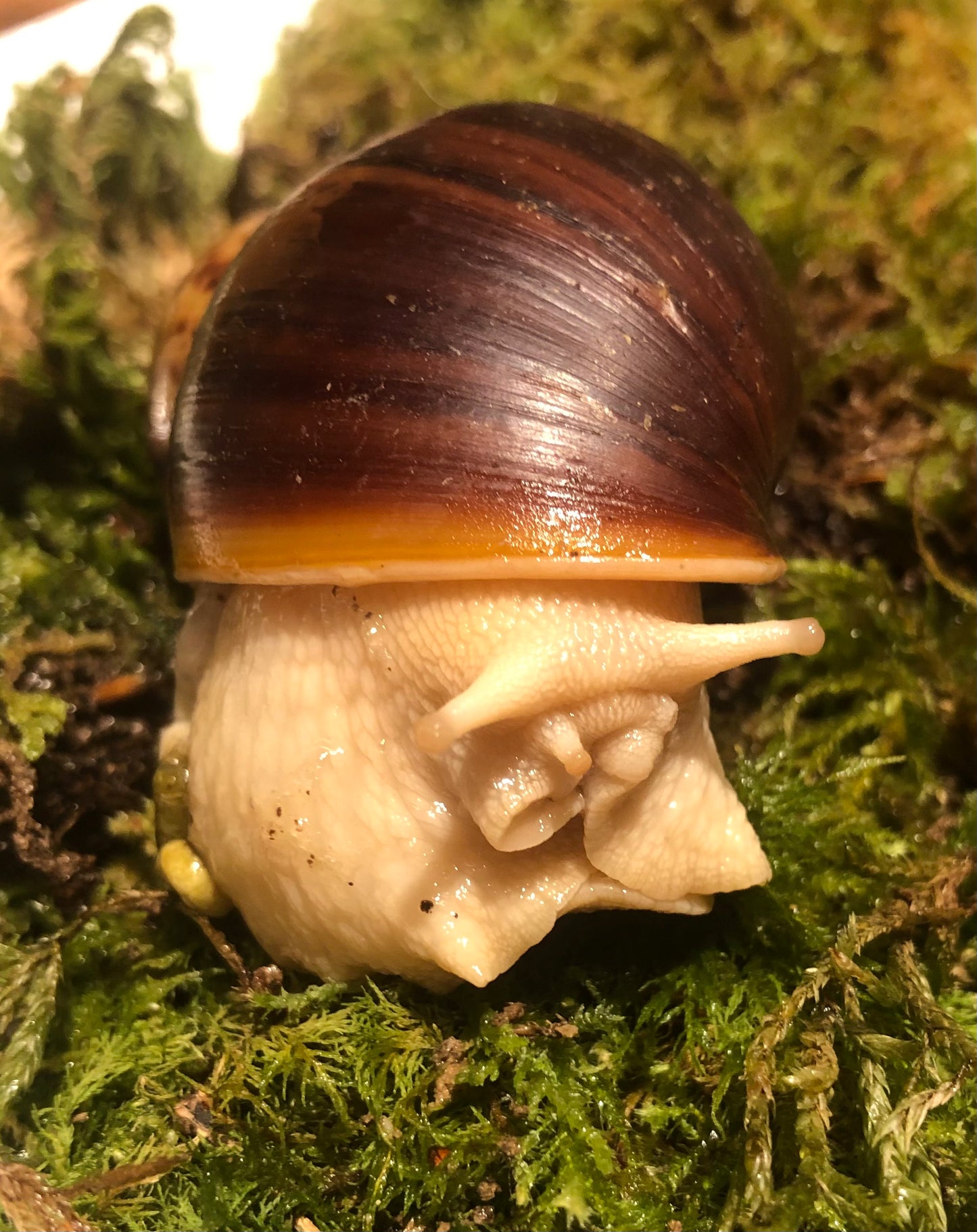 Lissachatina Fulica White Jade coquille sombre