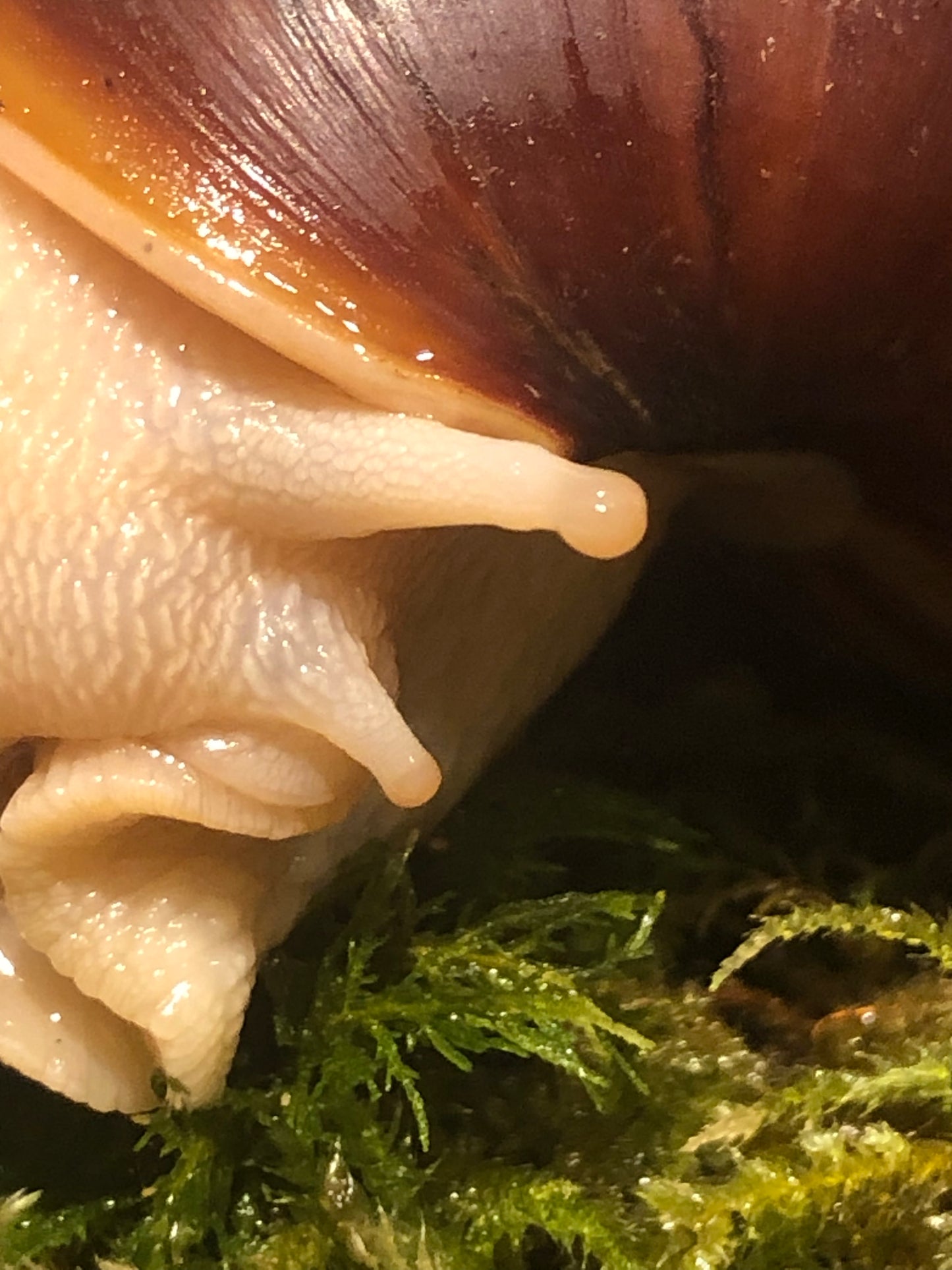 Lissachatina Fulica White Jade coquille sombre