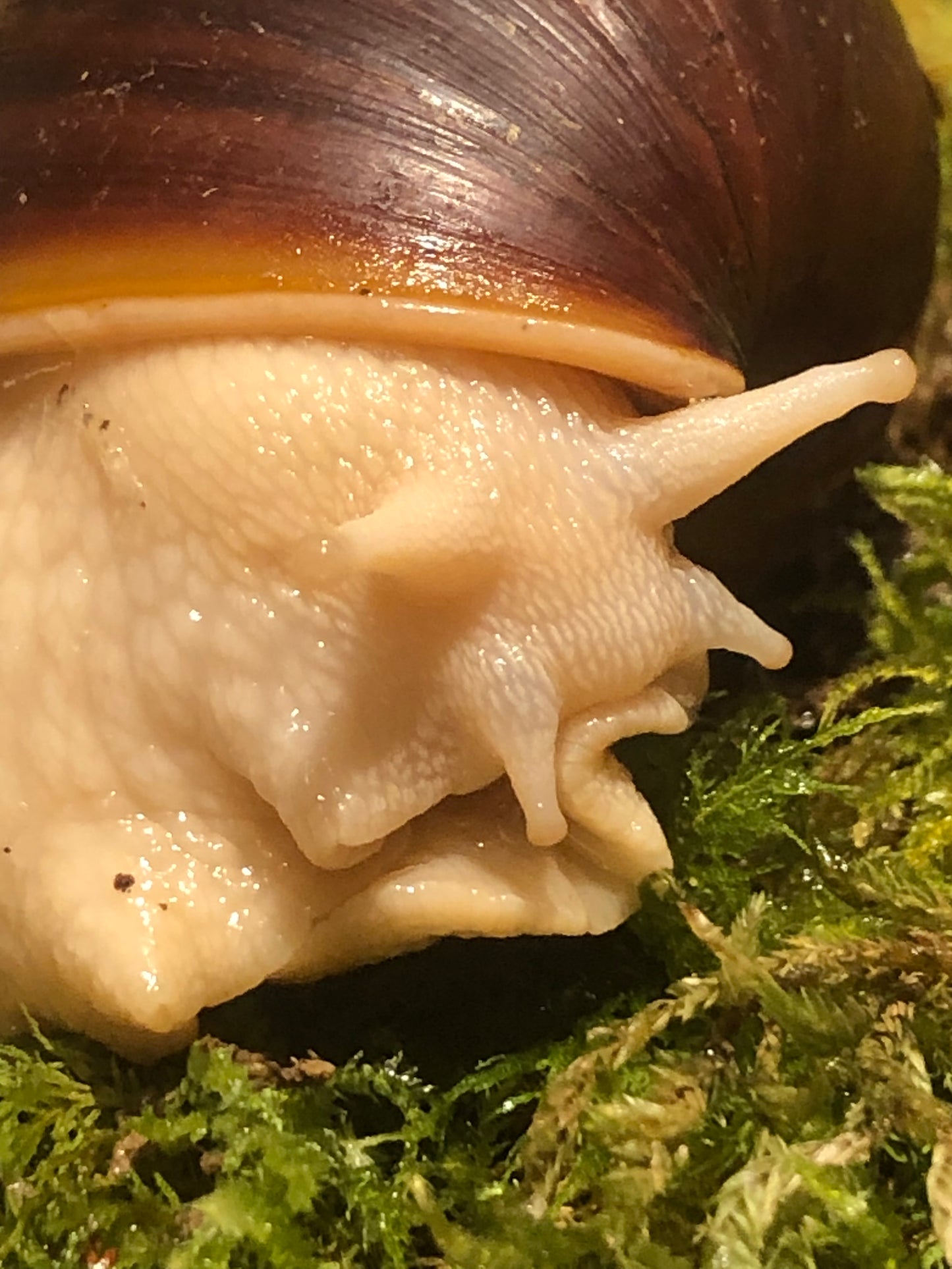 Lissachatina Fulica White Jade coquille sombre