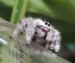 Phidippus Regius White Bahamas