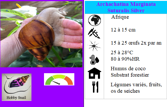 Archachatina marginata Suturalis pied silver