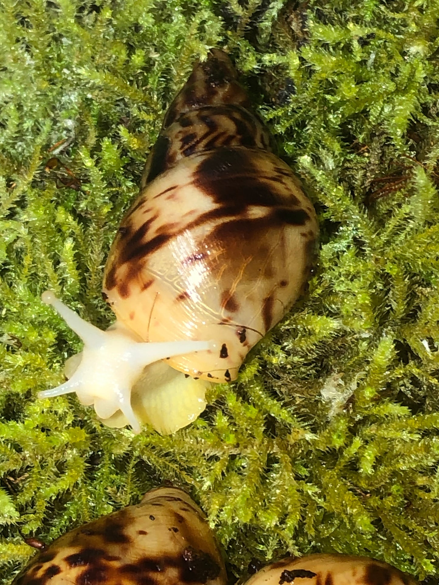 Lissachatina Reticulata Albinos