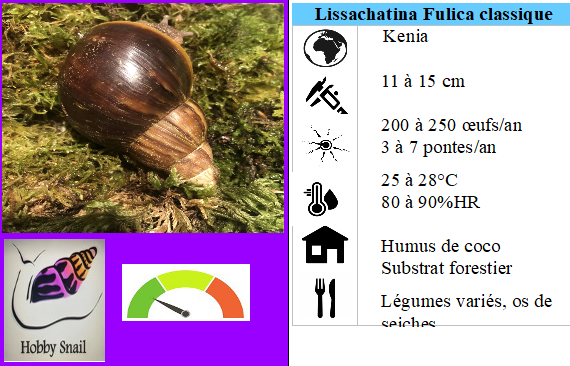 Lissachatina Fulica classique coquille sombre