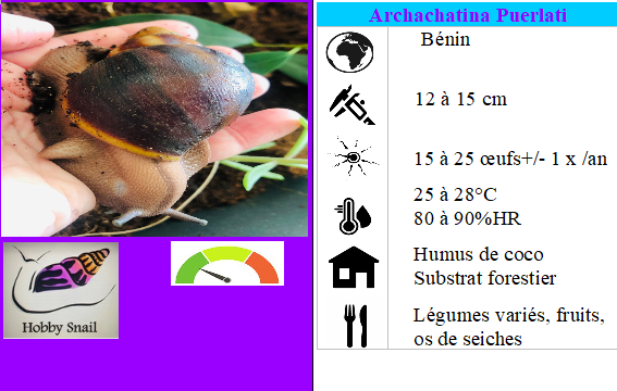 Archachatina Puylaerty pied classique