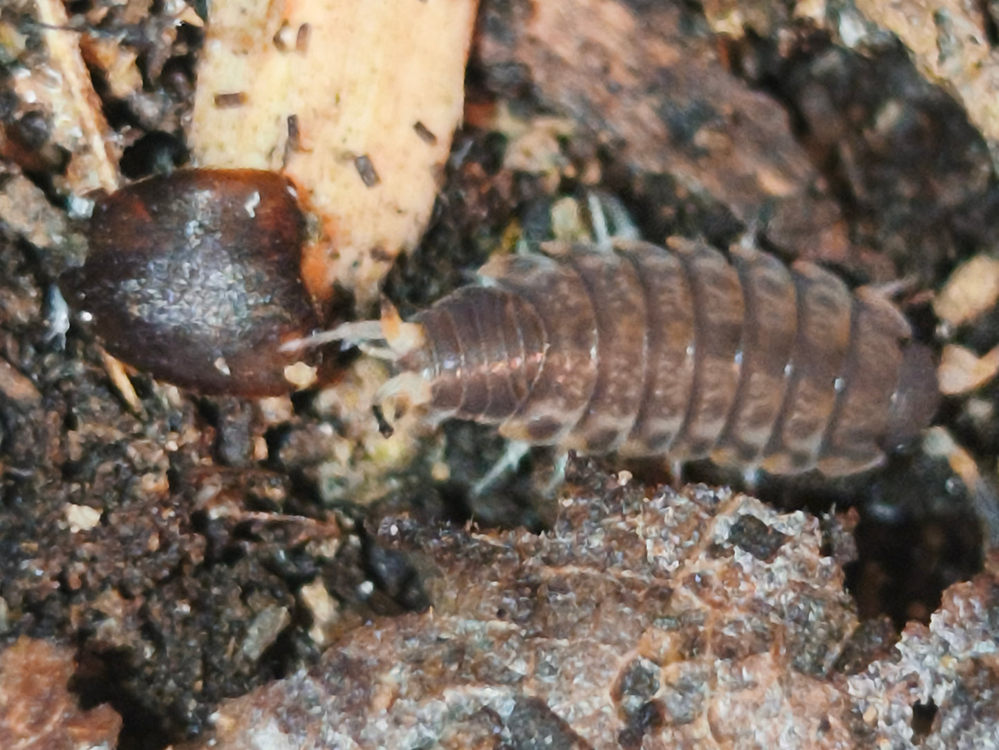 Philosia SP Thaïlande