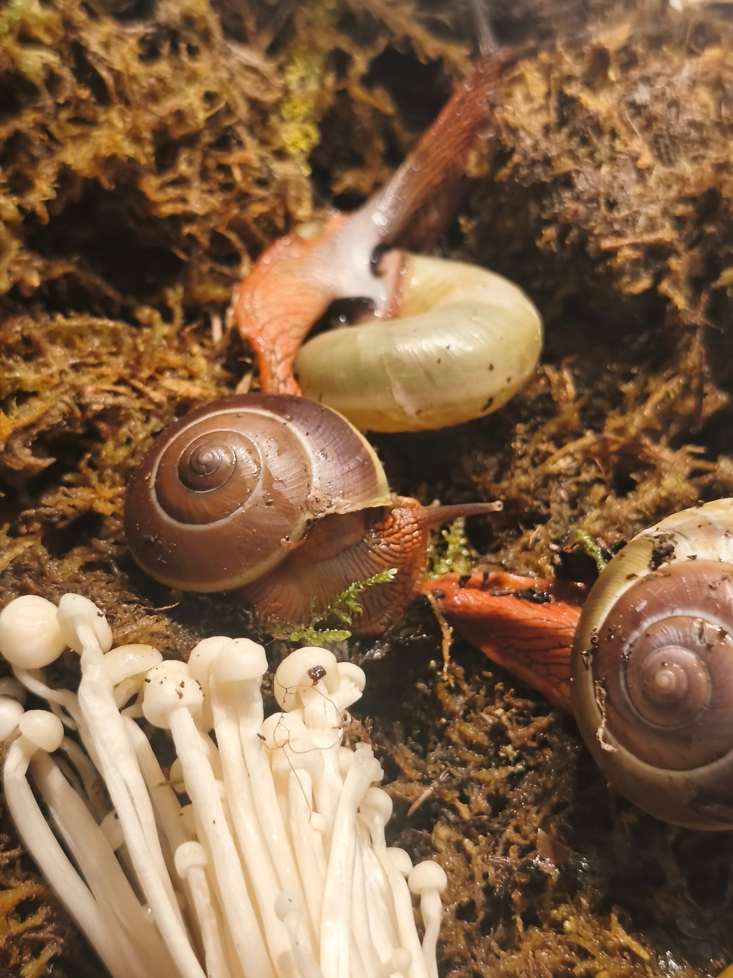 Hemiplecta floweri