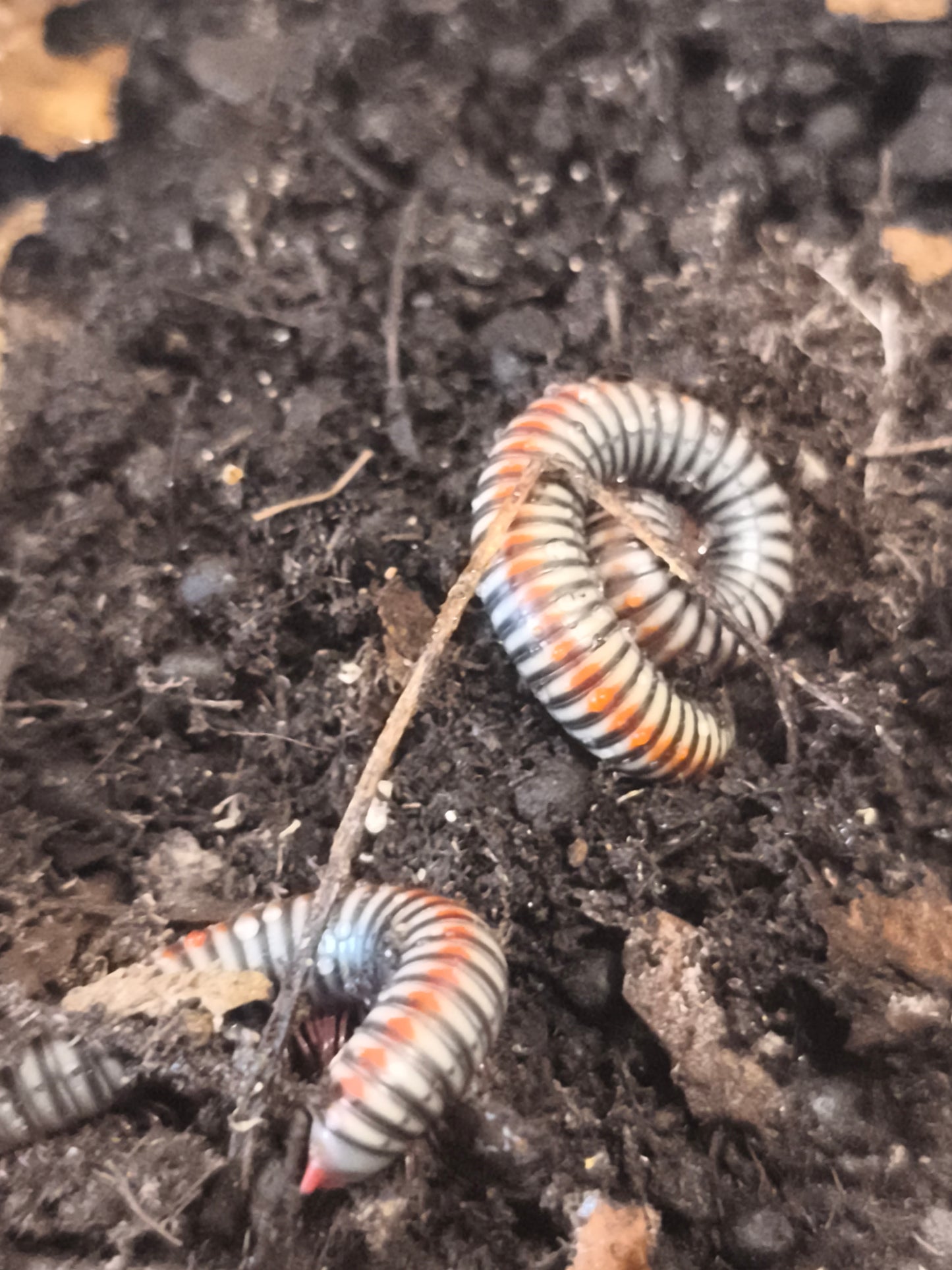 Tokinbolus dolfusi Vietnam