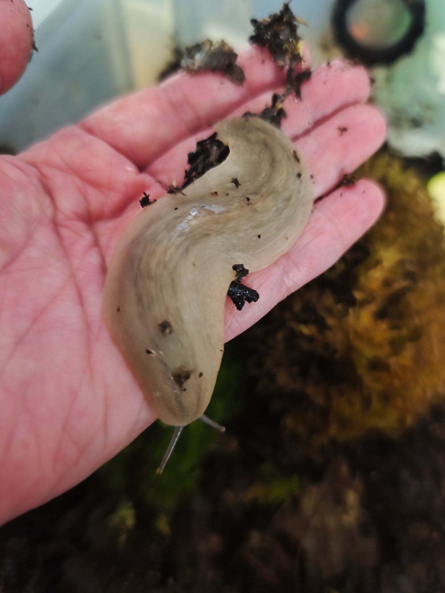 Veronicellia Sloanei
