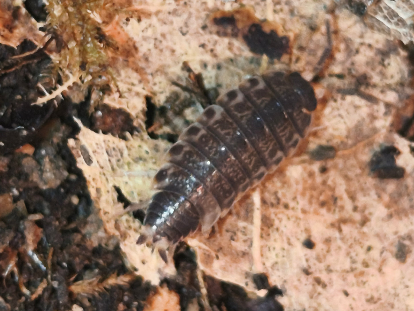 Philosia SP Thaïlande