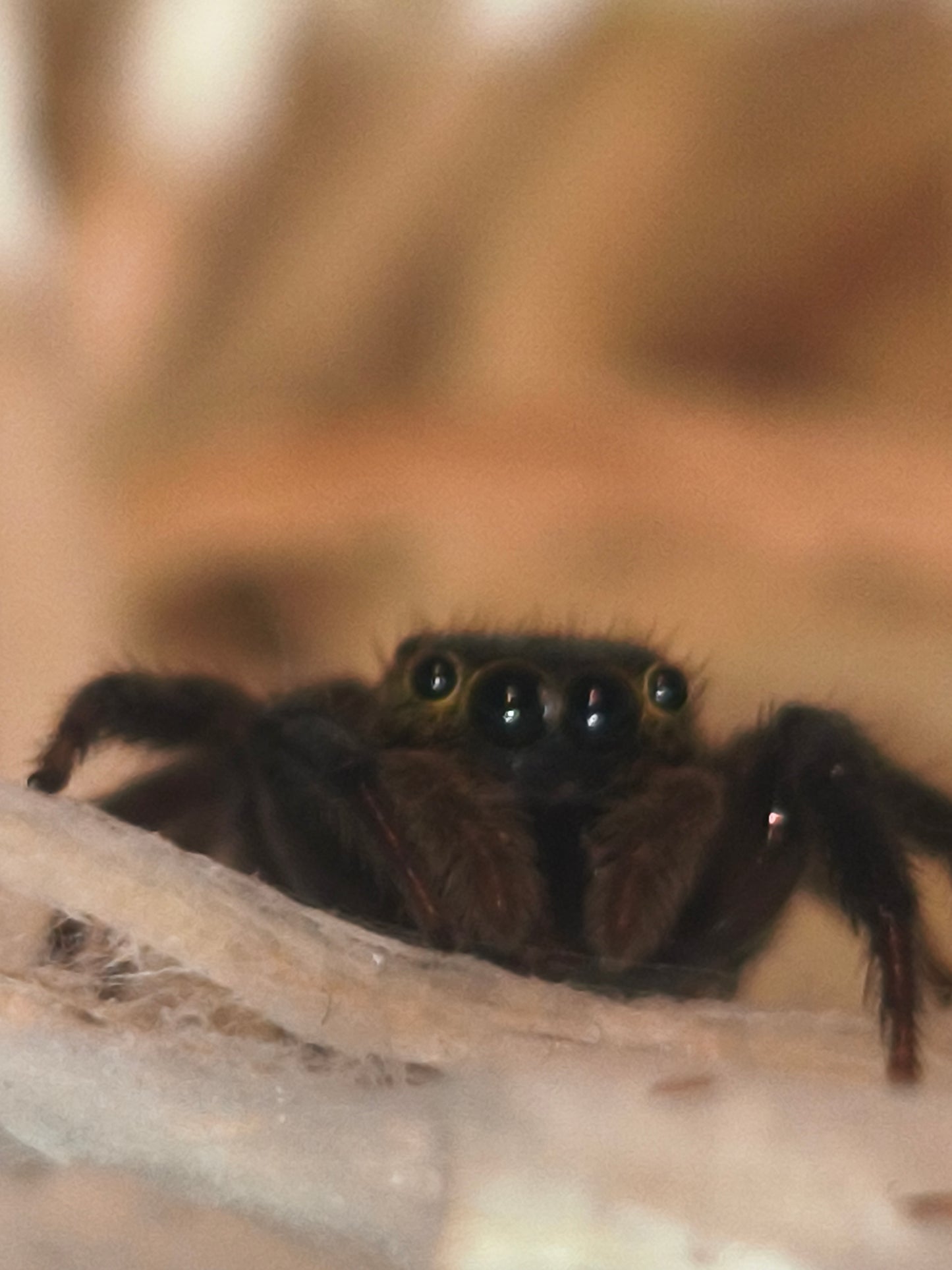 Hasarius adansoni