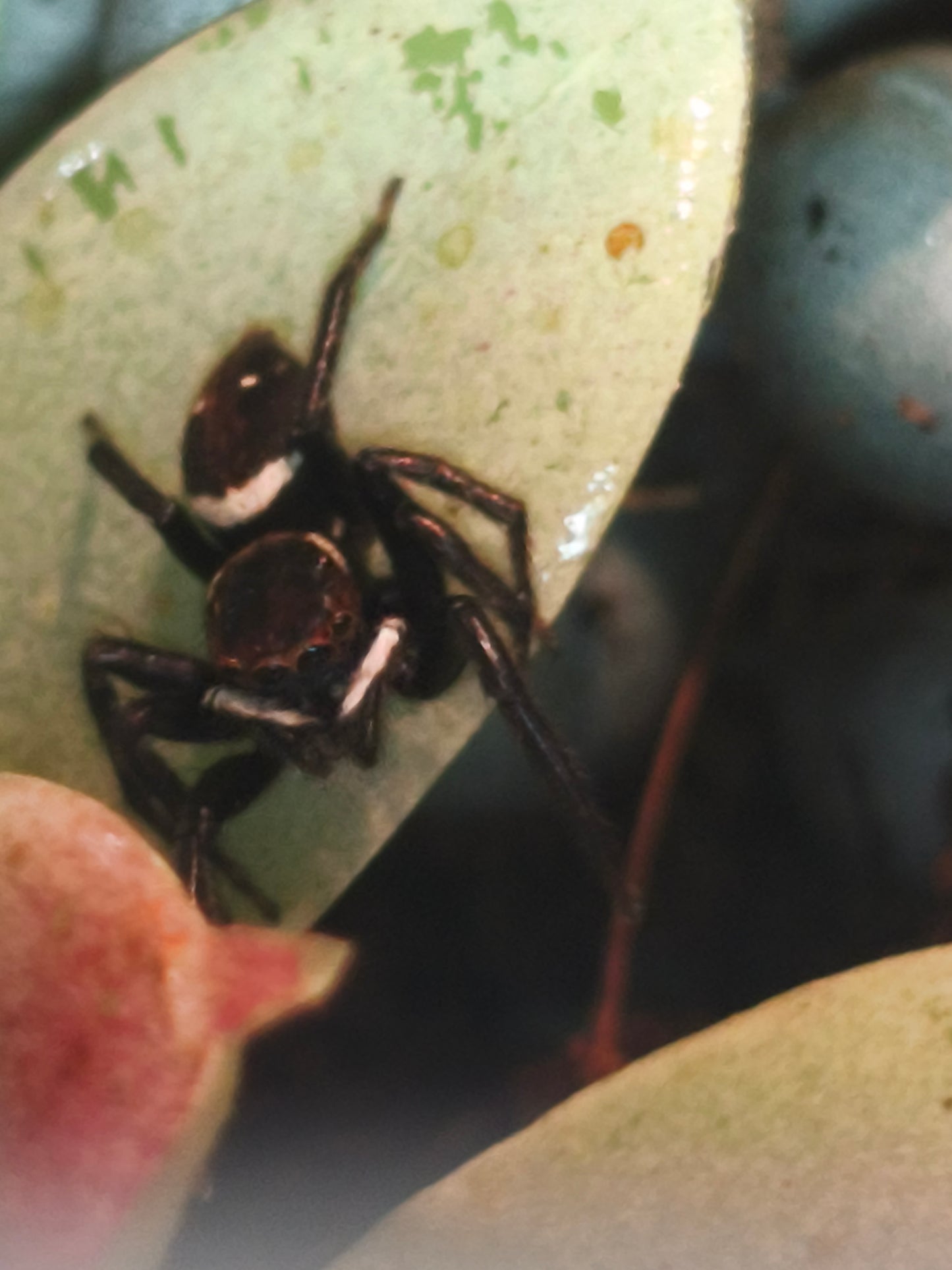Hasarius adansoni