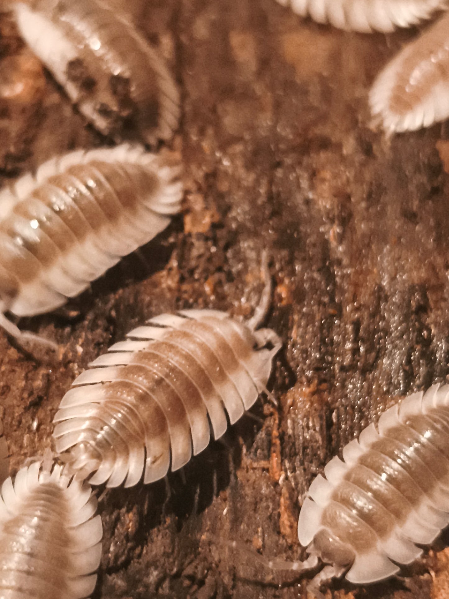 Trachelipus tribobatus