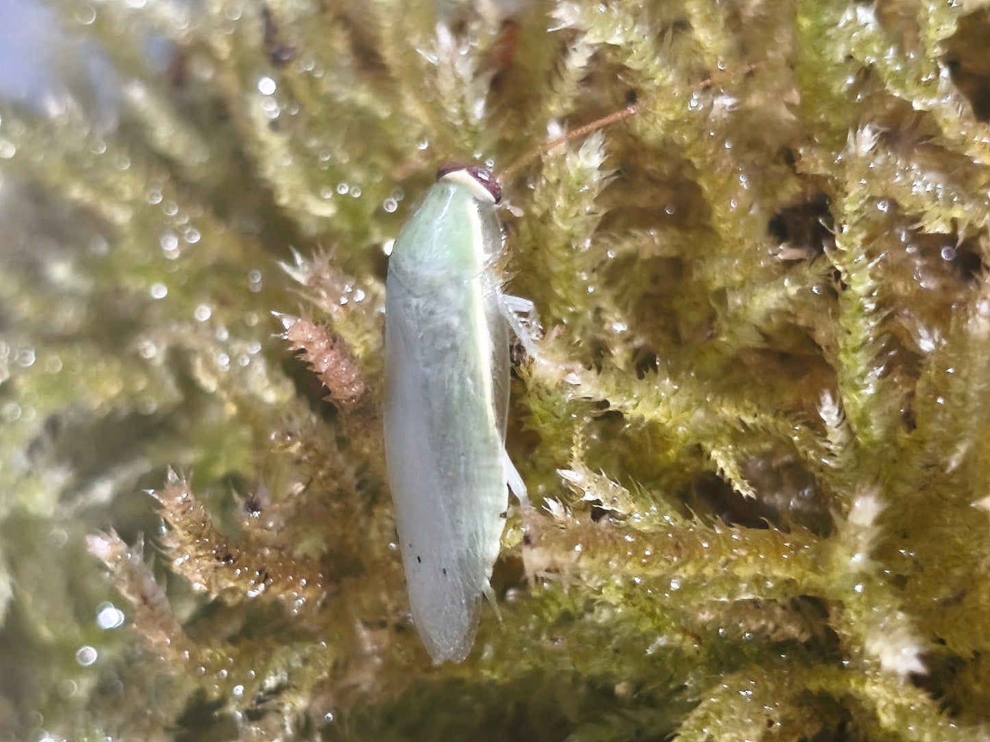 Panchlora nivea