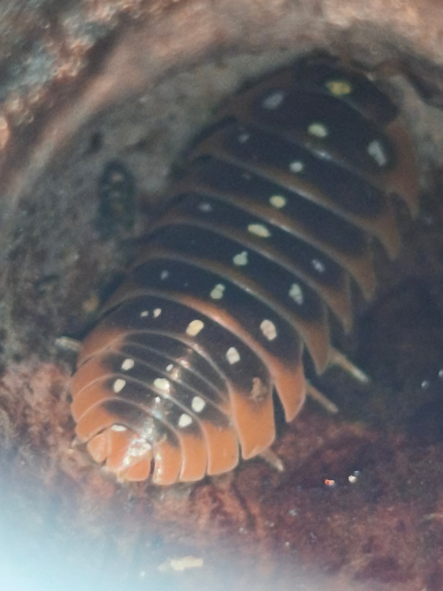 Armadillium Kluggii pudding monténégro