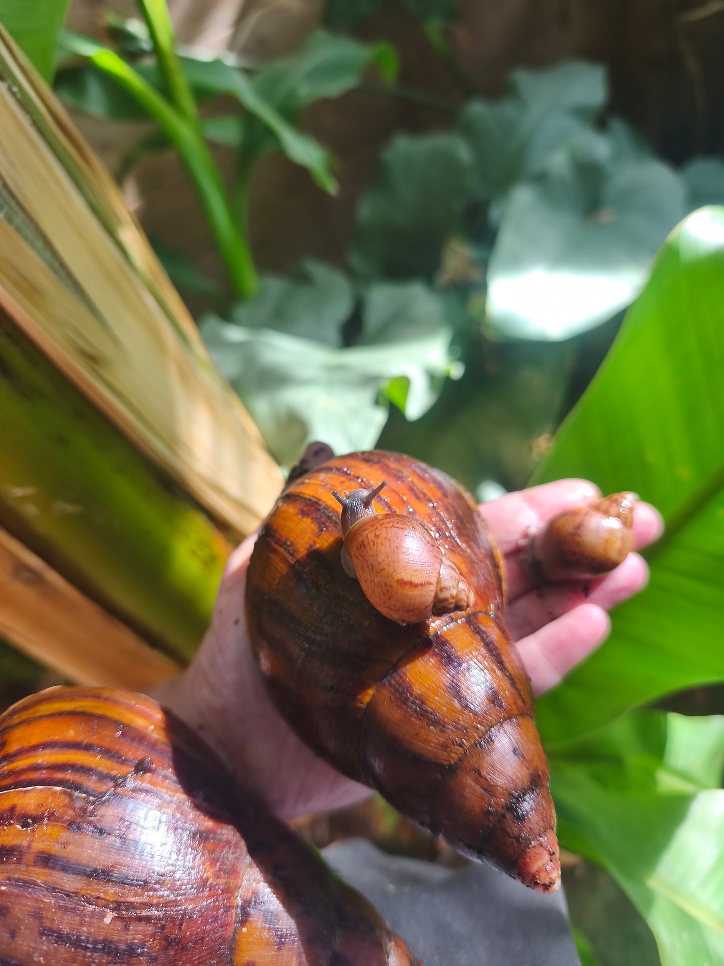 Achatina achatina ( Gana Gana)