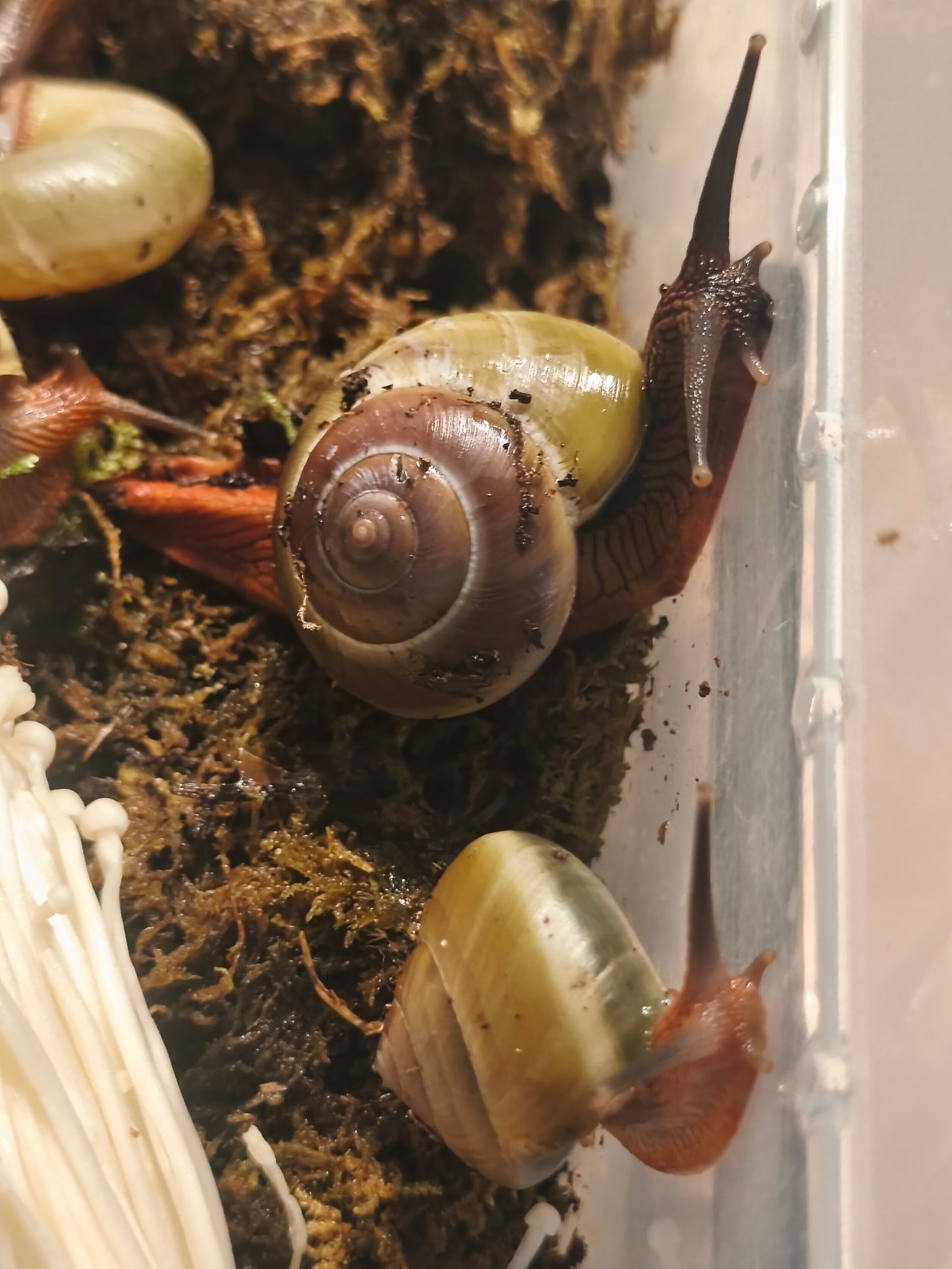 Hemiplecta floweri