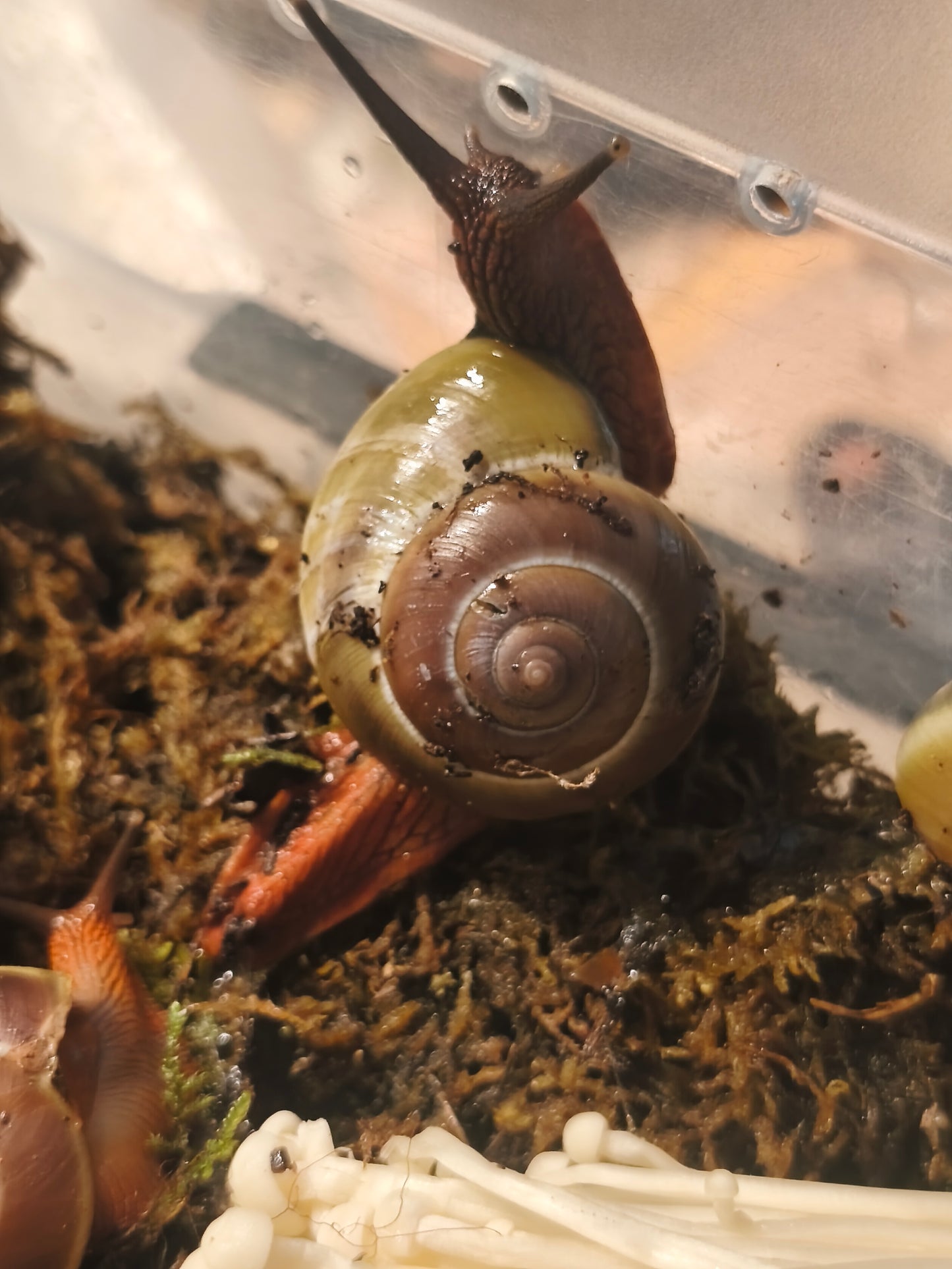 Hemiplecta floweri