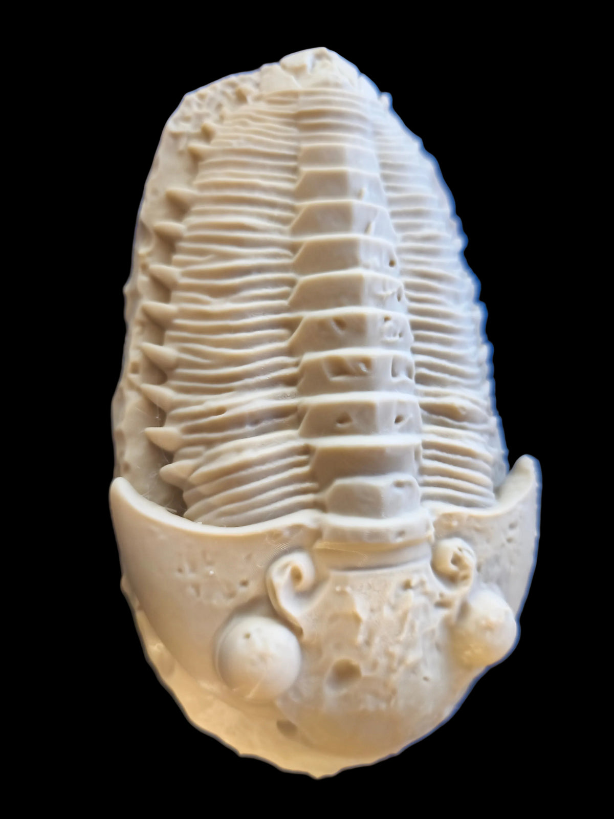 décor Trilobite