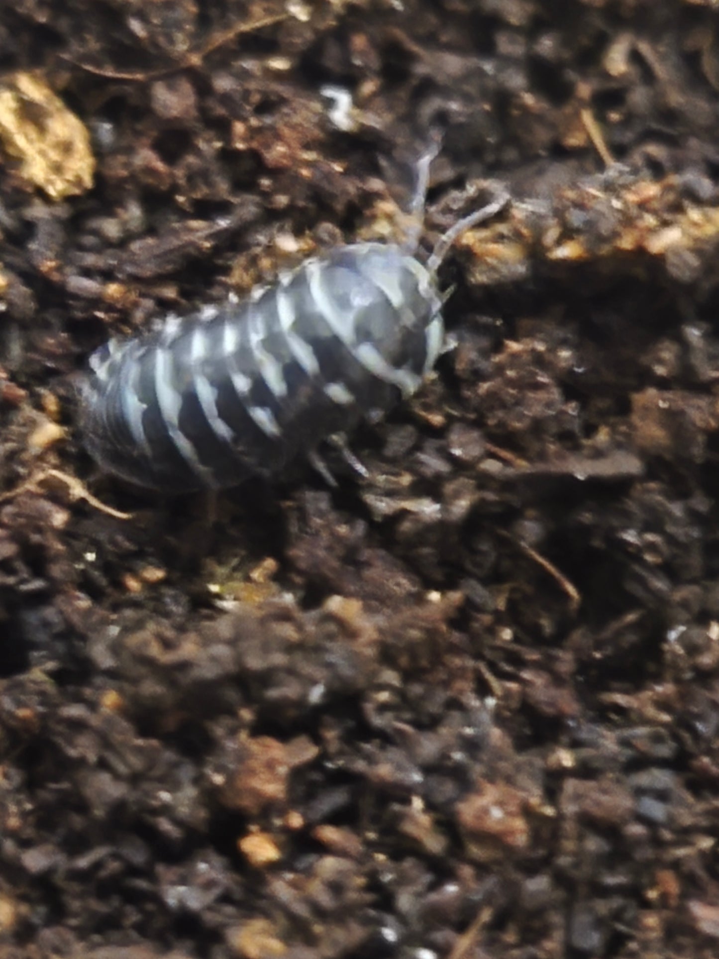 Armadilium Maculatum zébré blanc