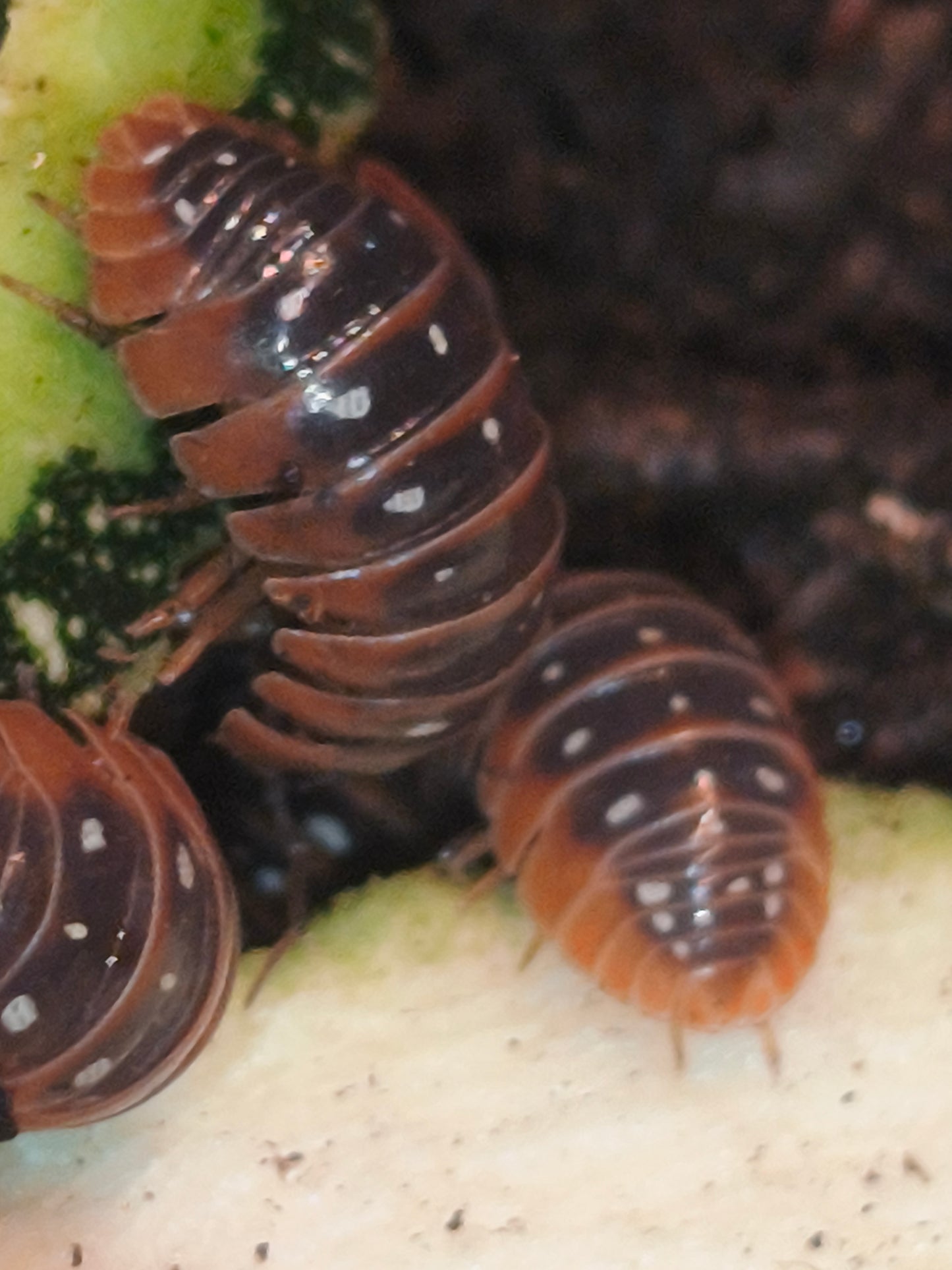 Armadillium Kluggii pudding monténégro