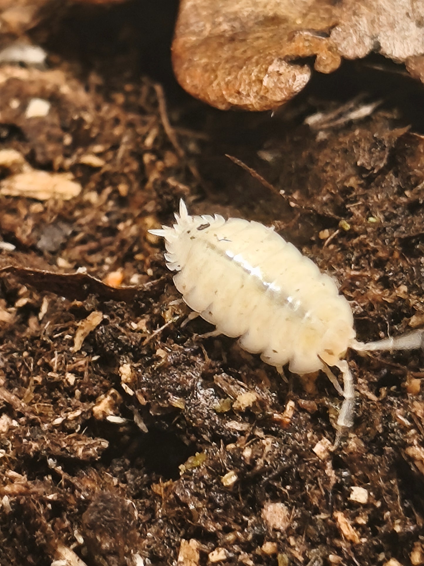 Porcellio Leavis White