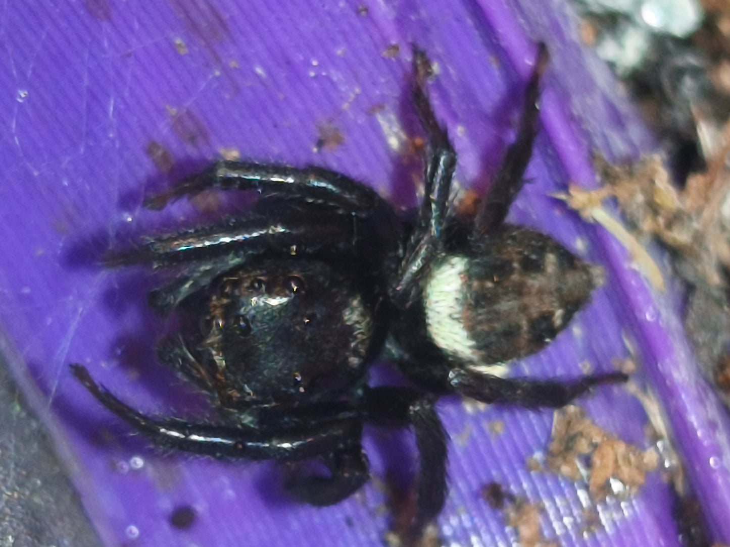Hasarius adansoni