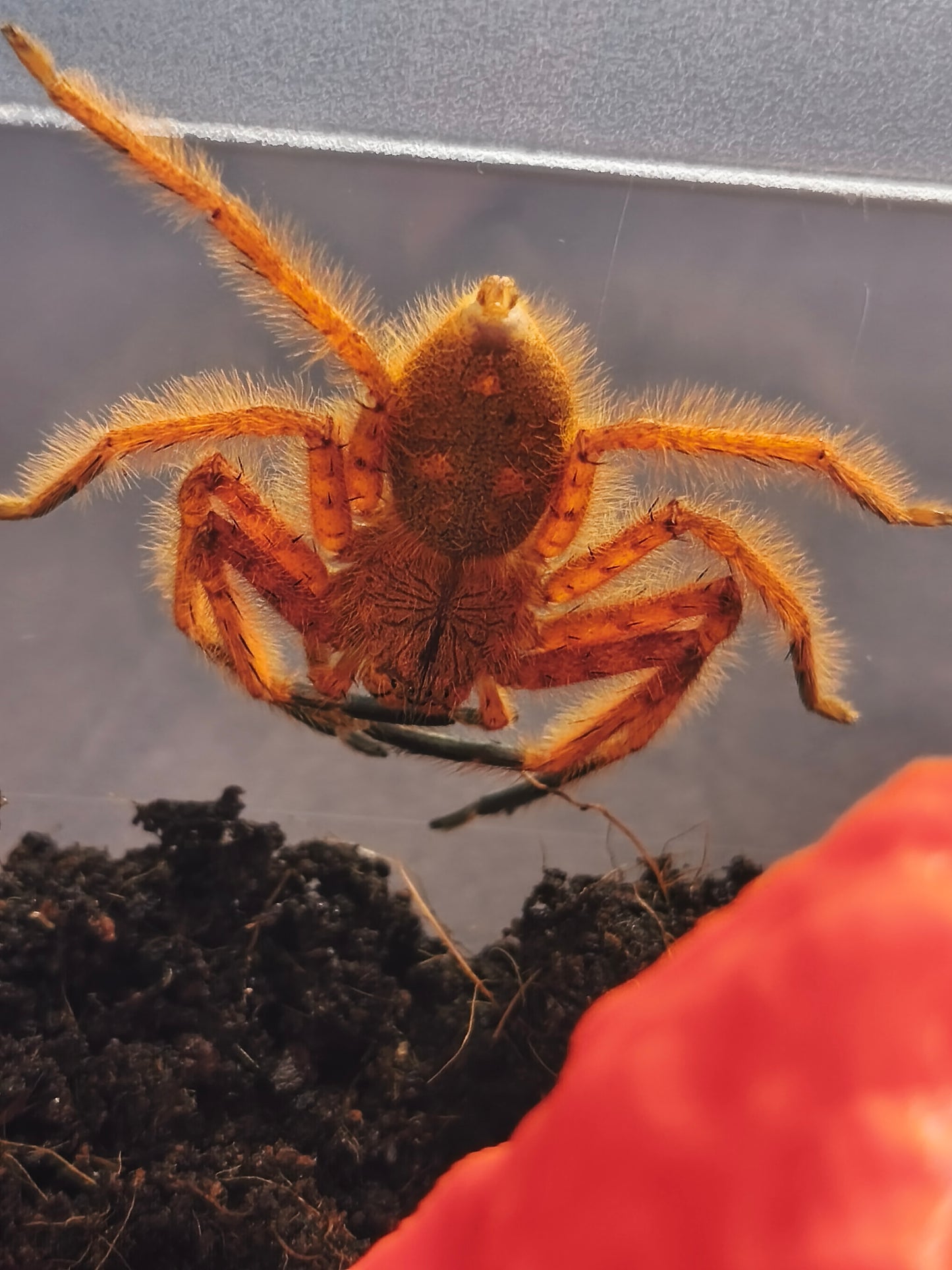 Heteropoda Davidbowie