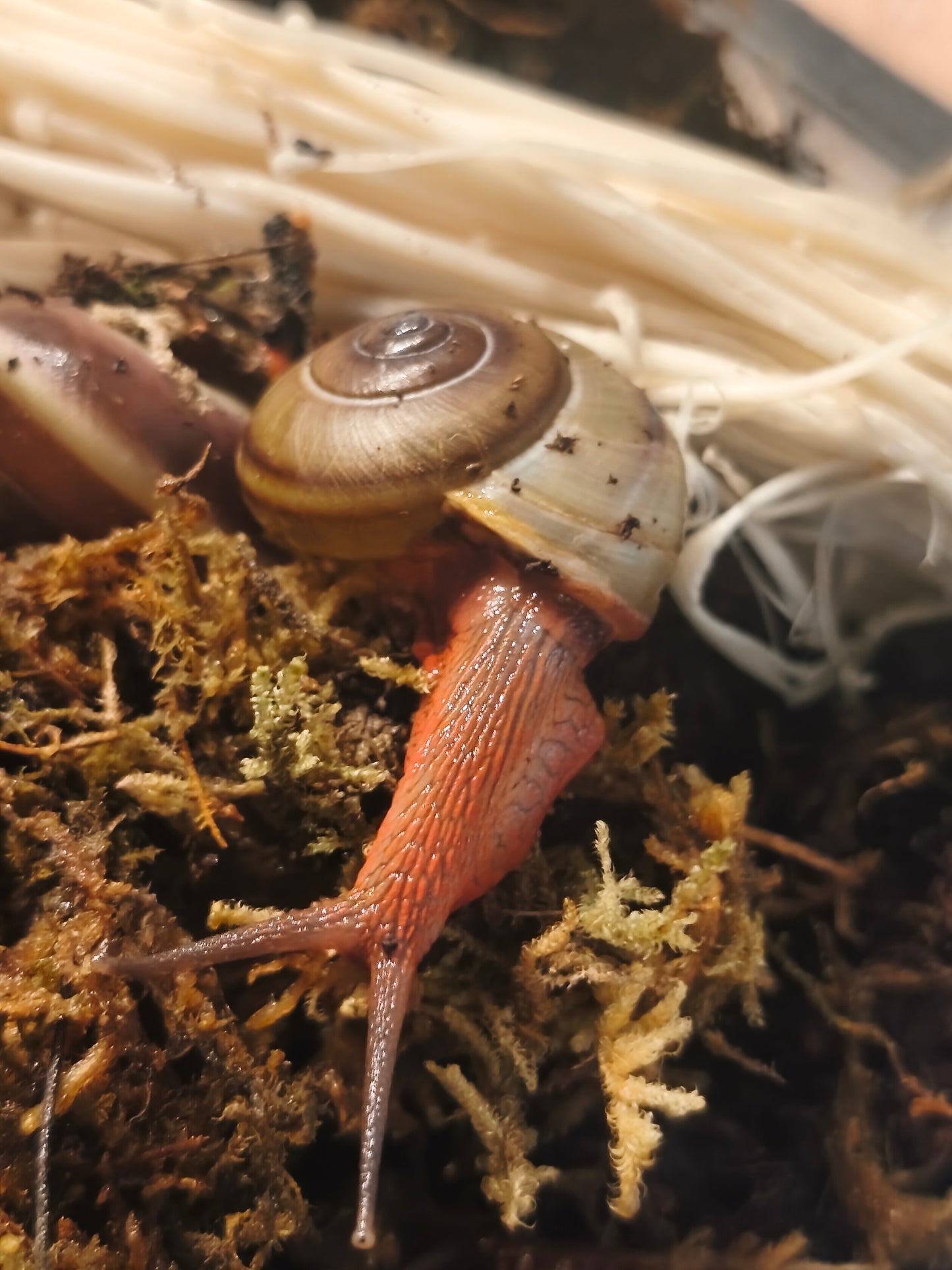 Hemiplecta floweri