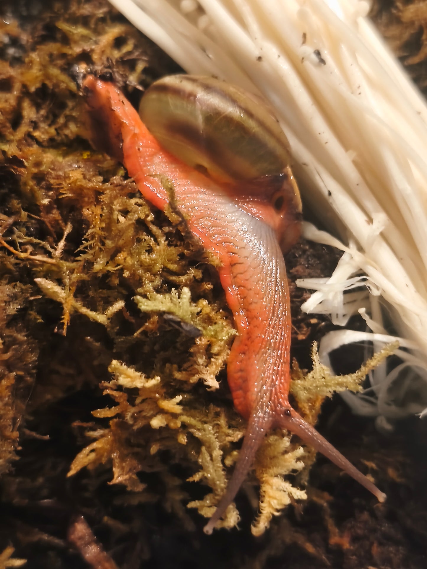 Hemiplecta floweri