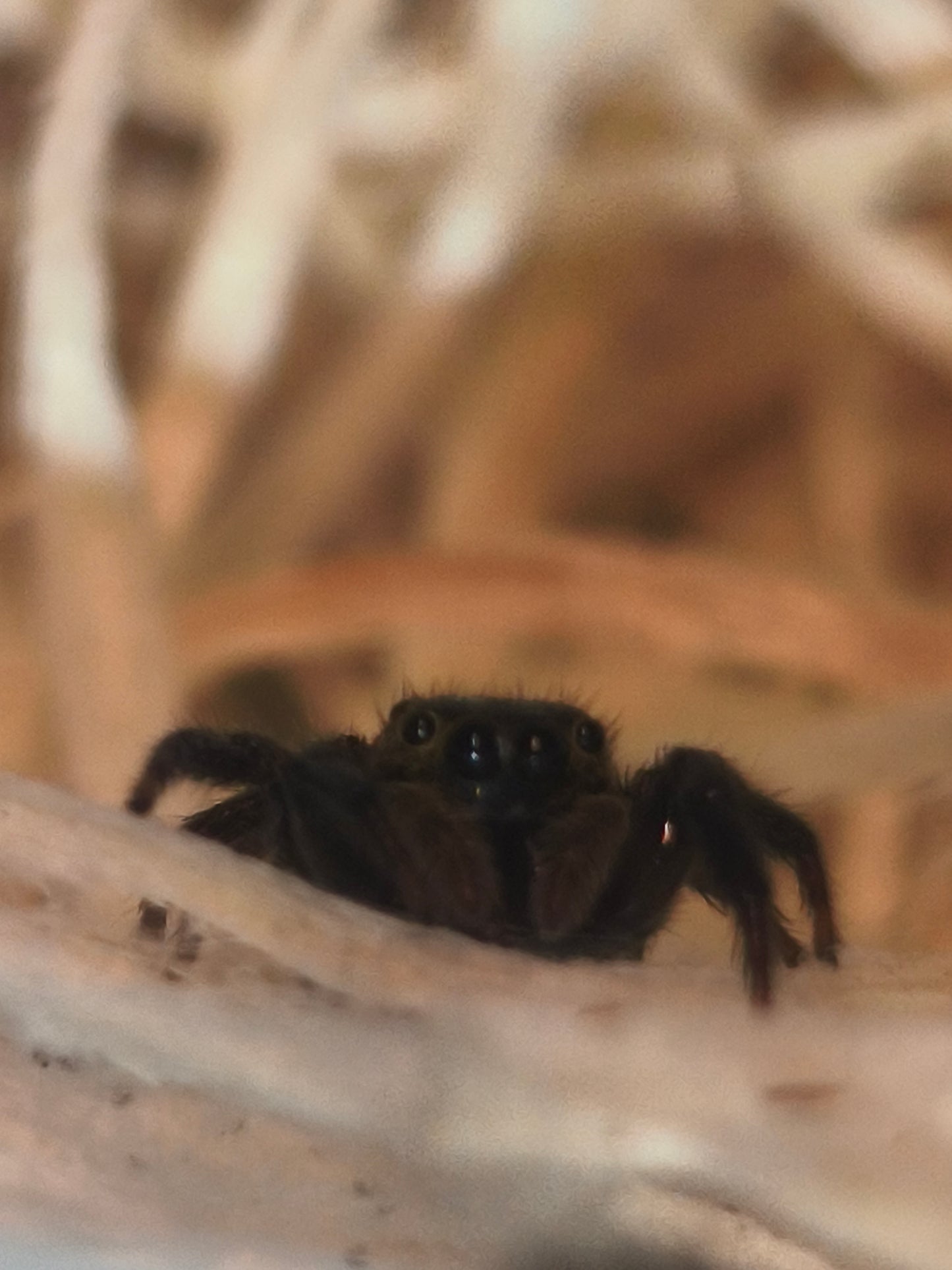 Hasarius adansoni