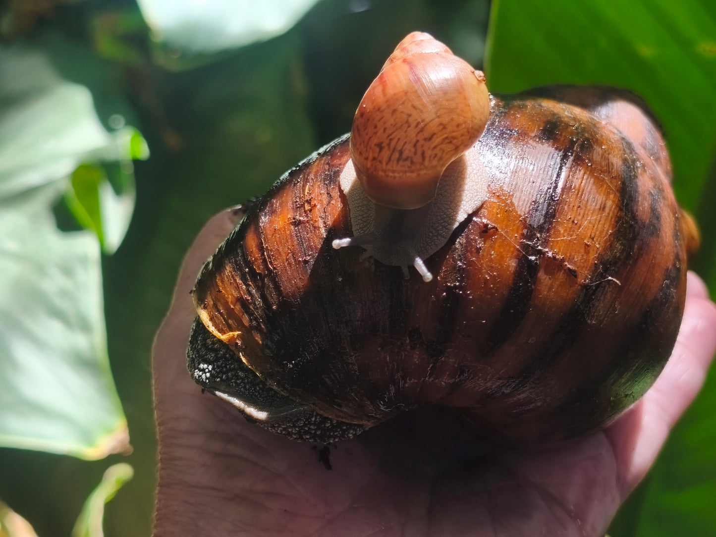 Achatina achatina ( Gana Gana)