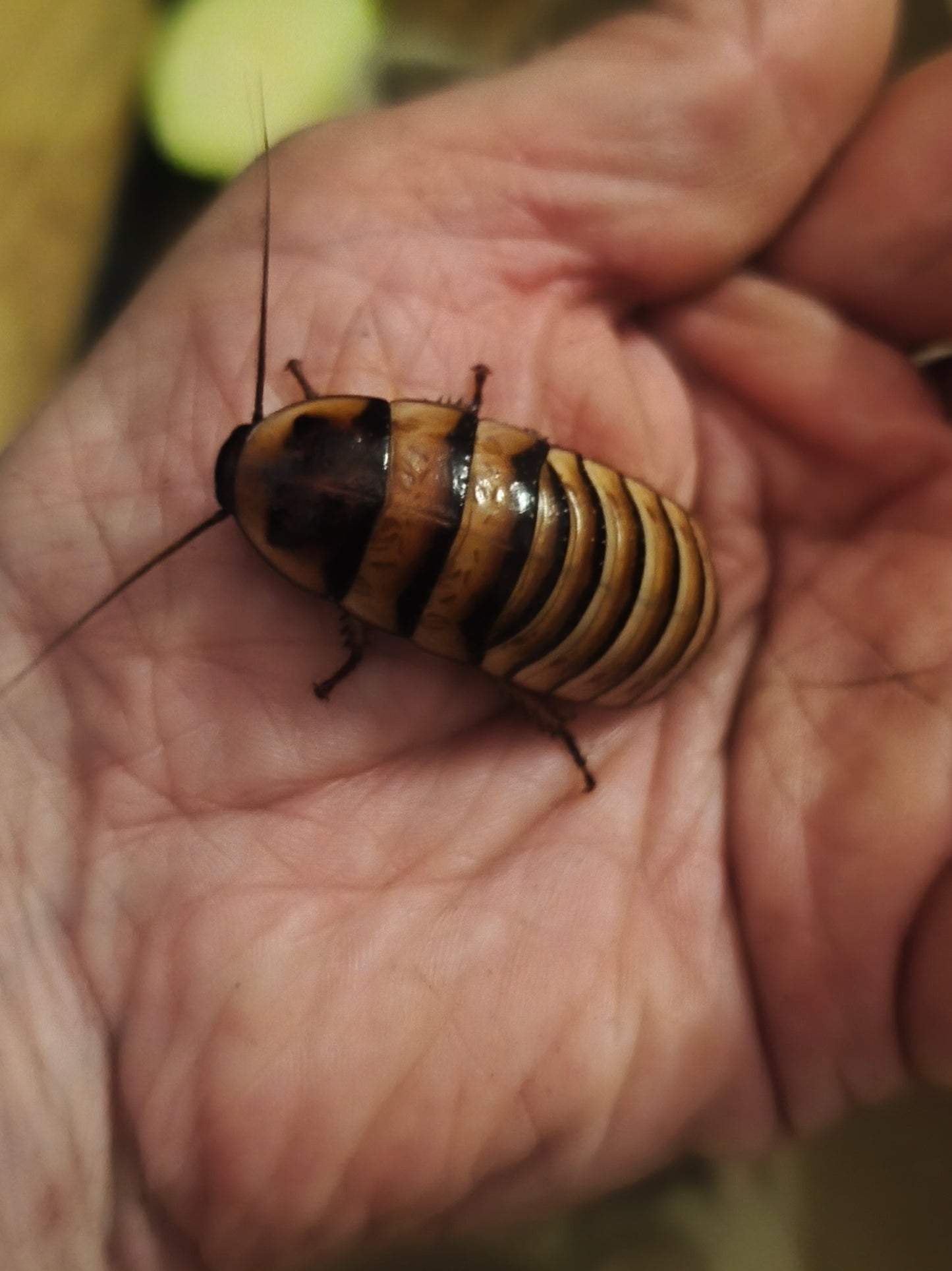 Elliptorhina javanica