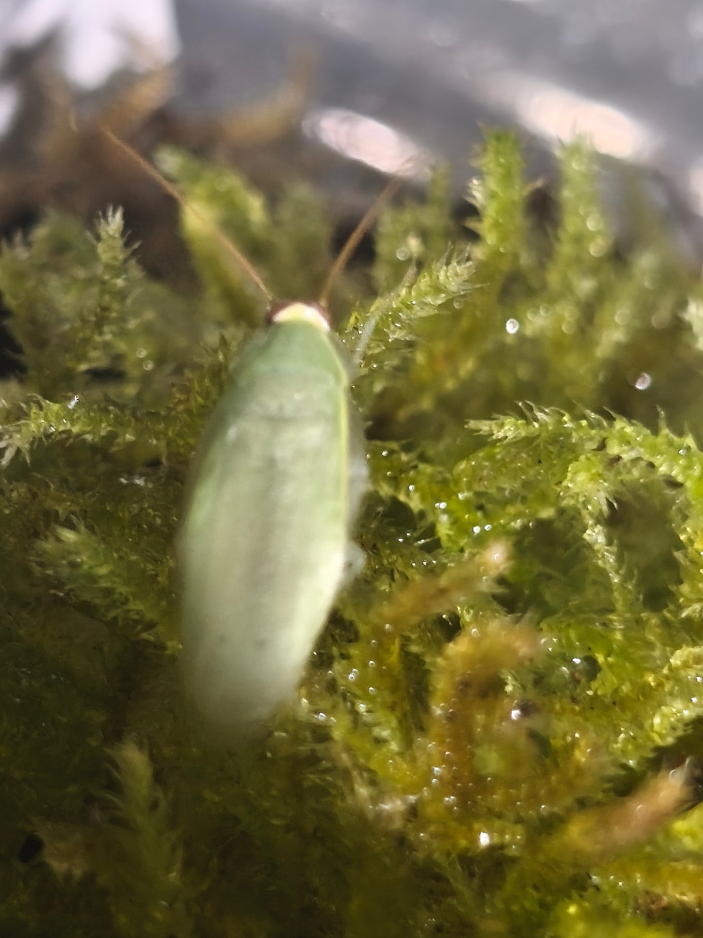 Panchlora nivea