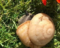 Pleurondonte Caracolus Sagemon albina