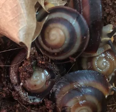 Caracolus Sagemon cuba dark stripe