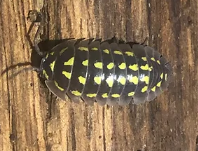 Armadillidium gestroi