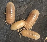 Armadillium Nassatum "peach "