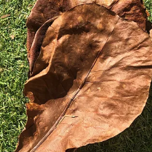 feuilles de catalpa