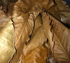 Feuilles de Chataigniers