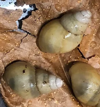 Lissachatina Ireadelei coque albina