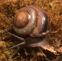 Pleurodonte Isabella classique