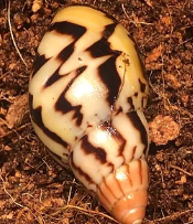 Lissachatina Ireadelei Dark Stripe apex rosé