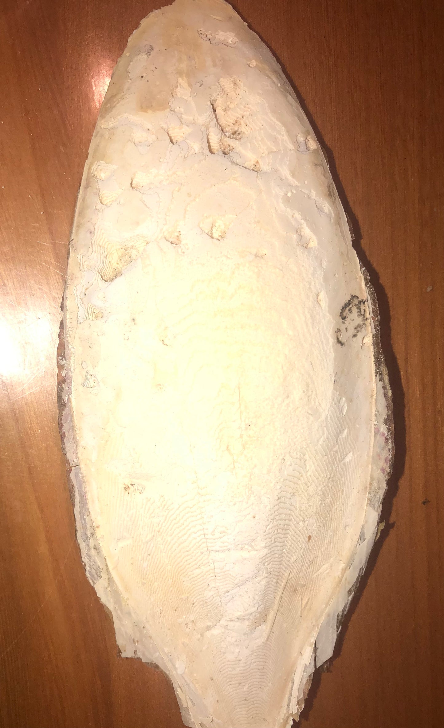 Os de seiche entier 14/16 cm