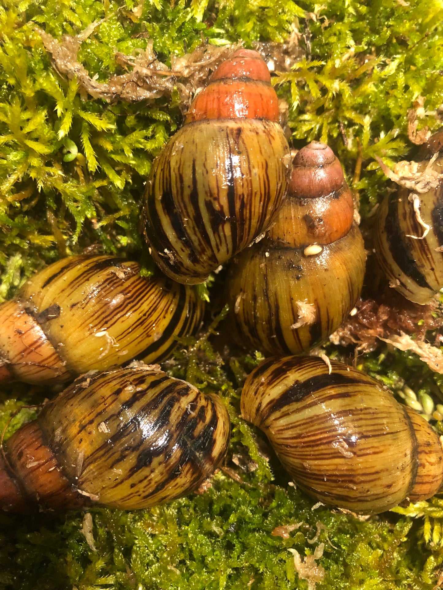 Achatina Knorry (très rare)